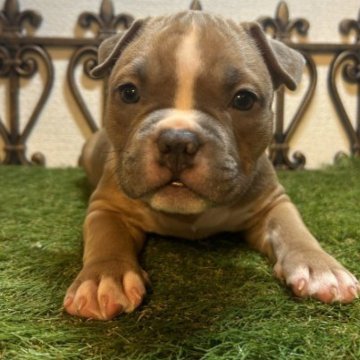 アメリカンブリー【大阪府・女の子・2023年10月12日・フォーン&ホワイト】の写真「のんびり屋さんのどっしり美人💃💕✨」