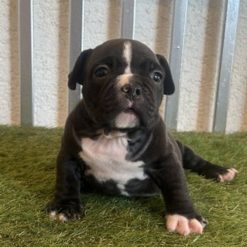 アメリカンブリー【大阪府・女の子・2024年8月14日・ブラック&ホワイト】の写真「兄弟の中で1番コンパクト❗️バランス良い体型‼️」