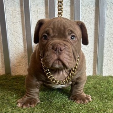 アメリカンブリー【大阪府・男の子・2024年7月31日・チョコ】の写真「顔が大きく手足太く短く素晴らしい子です」