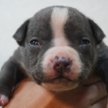 アメリカンブリー【大阪府・男の子・2023年10月12日・ブルー&ホワイト】の写真「兄弟の中で1番のイケメンです！」