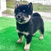 柴犬(標準サイズ)