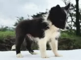 ボーダーコリー【鹿児島県・男の子・2025年6月30日・ブラック&ホワイト】の写真11