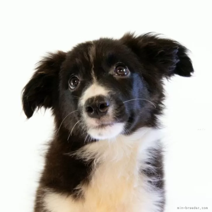 A.M 様のお迎えした子犬