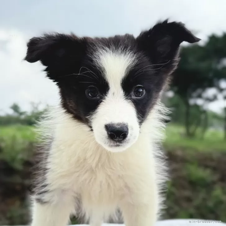 ID:2507-05290の子犬