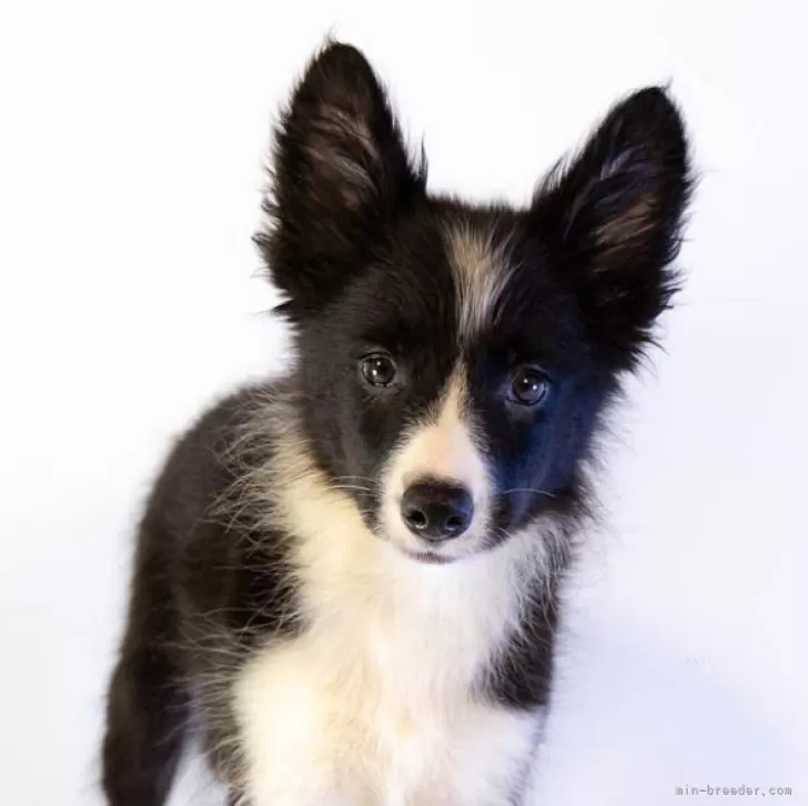 ボーダーコリー【鹿児島県・男の子・2025年6月30日・ブラック&amp;ホワイト】の写真1「シェパードのようなイケメンくんです！笑」