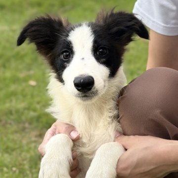ボーダーコリー【鹿児島県・男の子・2025年6月20日・シール&ホワイト】の写真「父犬外産（オーストラリア）シール&ホワイの男の子」