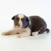 ボーダーコリー