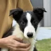 ボーダーコリー