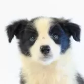 ボーダーコリー