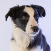 ボーダーコリー