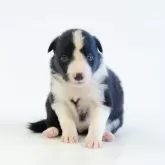 ボーダーコリー