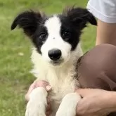ボーダーコリー