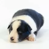 ボーダーコリー