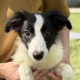 ボーダーコリー