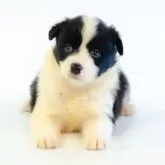 ボーダーコリー