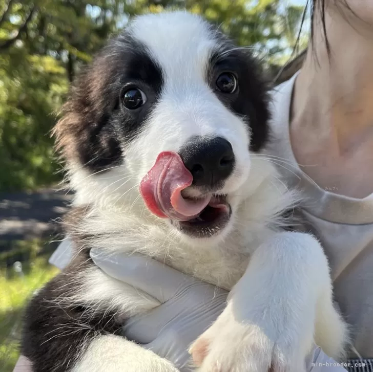 ID:2410-00898の子犬