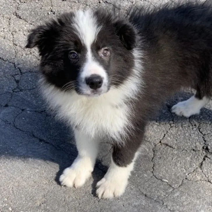 ID:2212-00492の子犬
