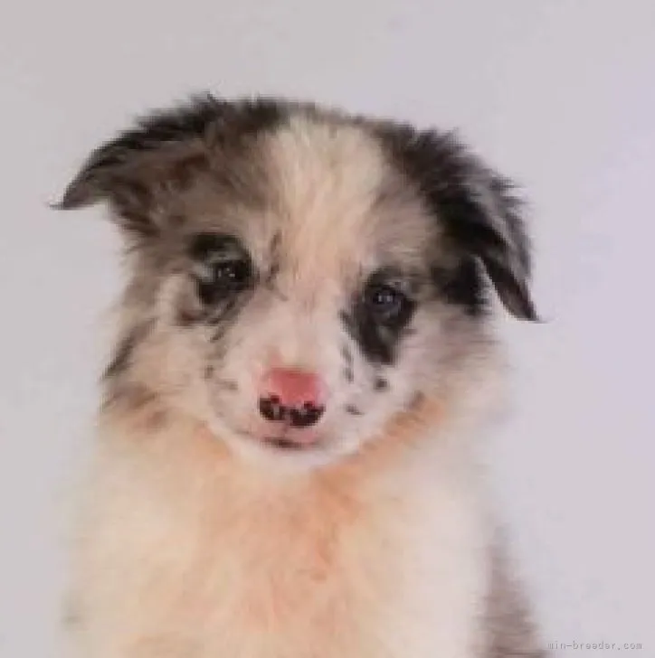 ID:2308-04483の子犬