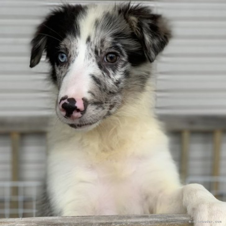 ボーダーコリー【鹿児島県・男の子・2023年6月16日・セーブルマール