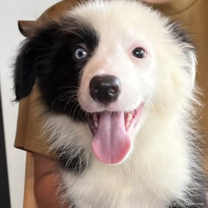 ID：2207-03510の子犬