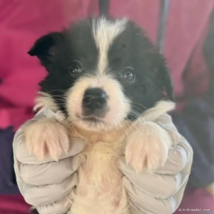 ID：2301-00531の子犬