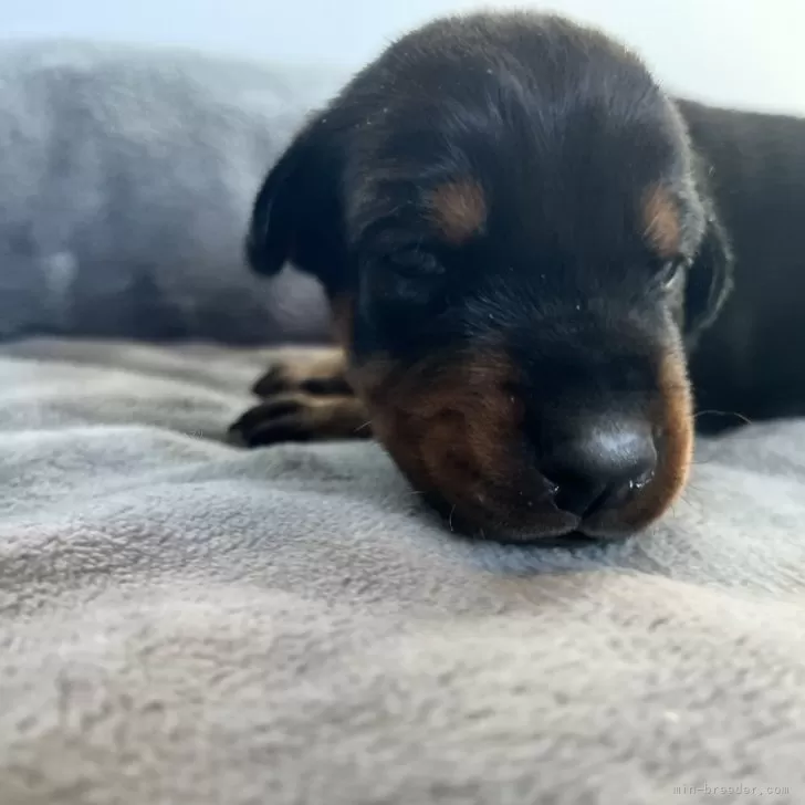 ID:2412-03798の子犬