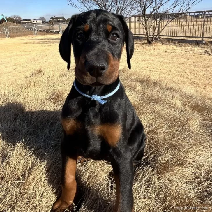 ID：2412-03797の子犬