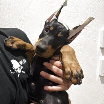 ドーベルマン【栃木県・女の子・2025年9月15日・ブラックタン】の写真「ヨーロッパタイプ
両親共に外産血統」