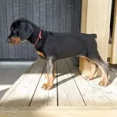 ドーベルマン【栃木県・女の子・2025年9月15日・ブラックタン】の写真2「しっかりとした骨格です✨」