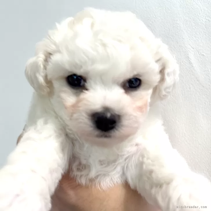 ANK 様のお迎えした子犬