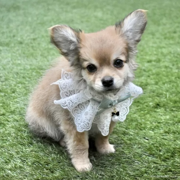 spring25 様のお迎えした子犬
