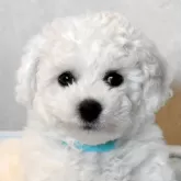 ビションフリーゼ