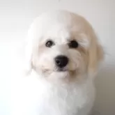 ビションフリーゼ