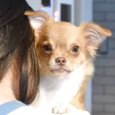 チワワ(ロング)
