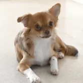 チワワ(ロング)