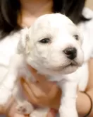 ビションフリーゼ【福岡県・男の子・2025年6月29日・ホワイト】の写真12