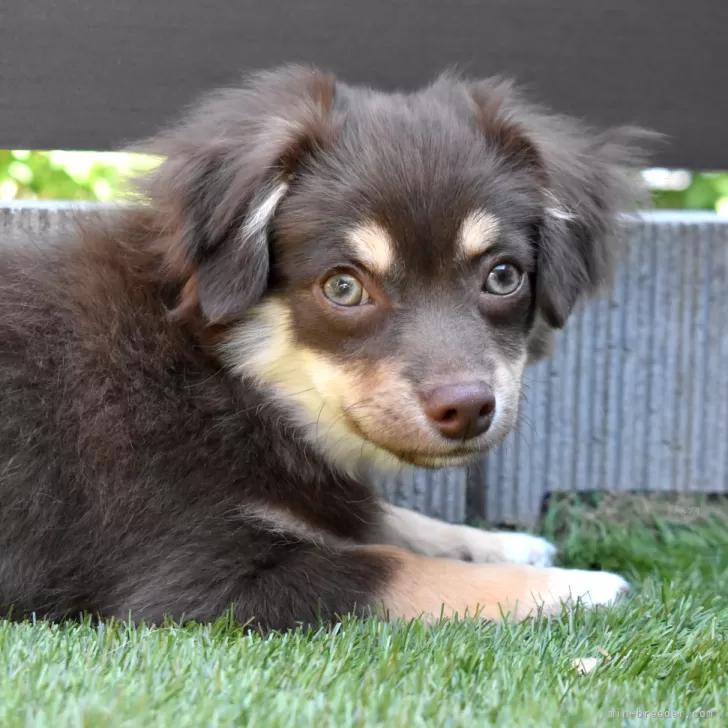 ID：2401-05603の子犬