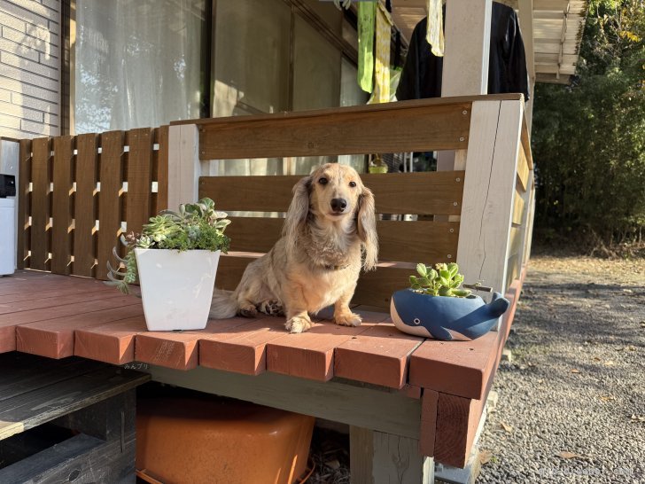 井上加奈子ブリーダーのブログ：ポカポカ　良い天気☀️☀️
