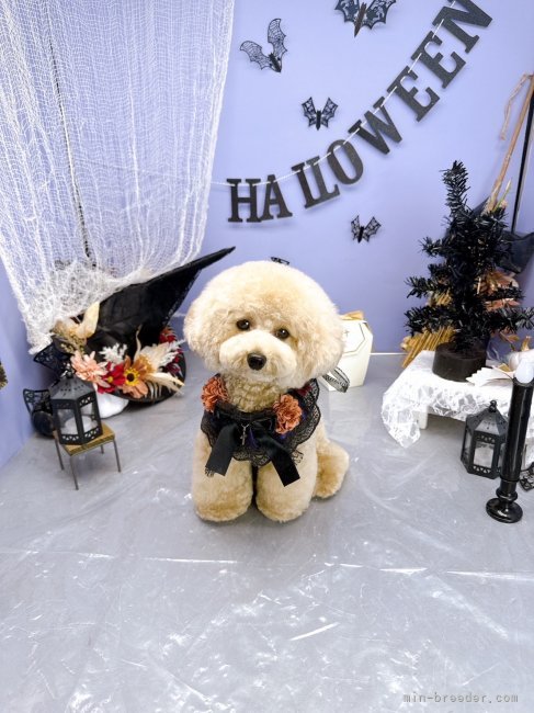 井上加奈子ブリーダーのブログ：お客様より可愛い写真が届きました💕