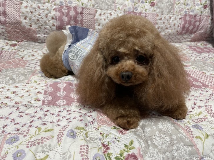 井上加奈子ブリーダーのブログ：我が家のパパ犬　レーヴ君