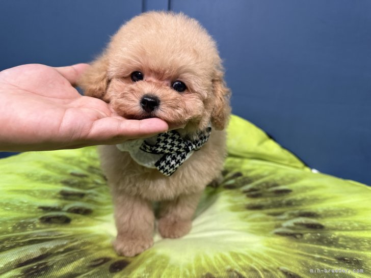 井上加奈子ブリーダーのブログ：お値段見直しました✨✨✨