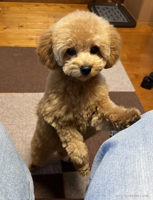 井上加奈子ブリーダーのブログ：お客様より可愛い写真を頂きました😊