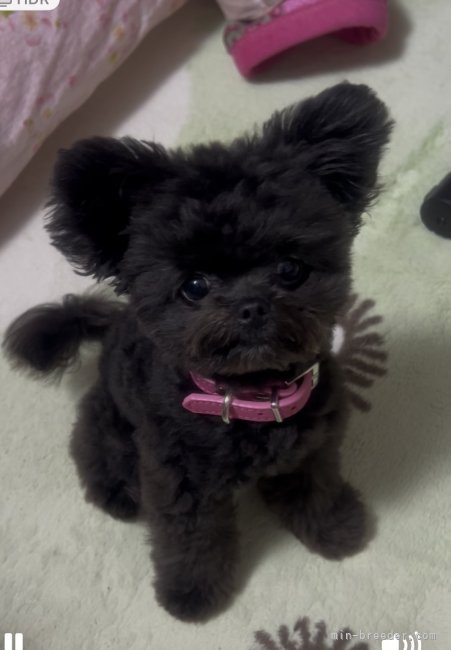 井上加奈子ブリーダーのブログ：可愛いお写真を頂きました💕