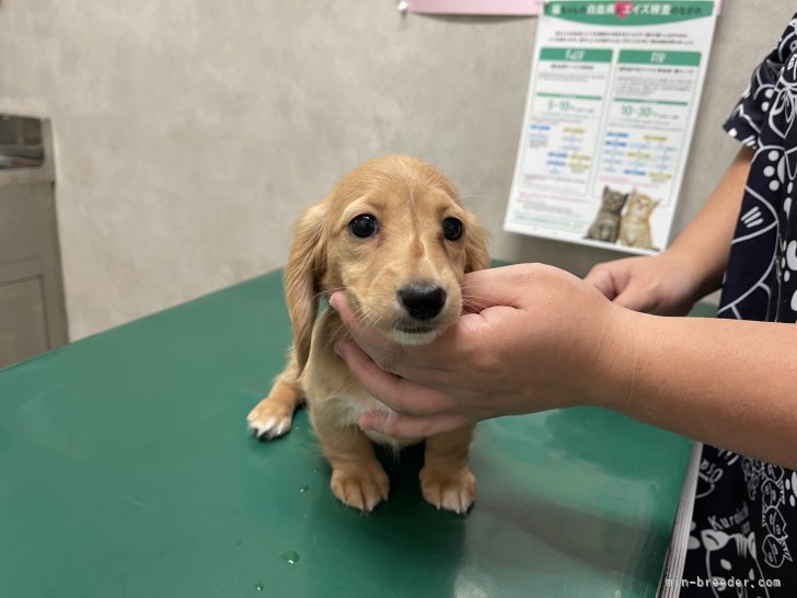 井上加奈子ブリーダーのブログ：健康診断の結果