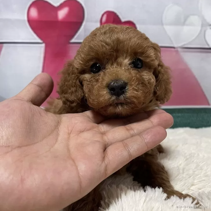 M.K 様のお迎えした子犬