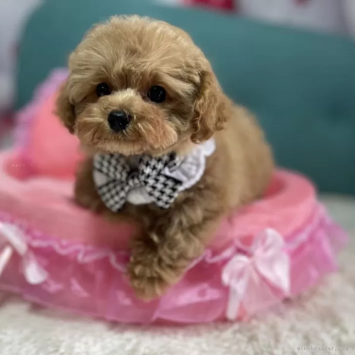 うー 様のお迎えした子犬