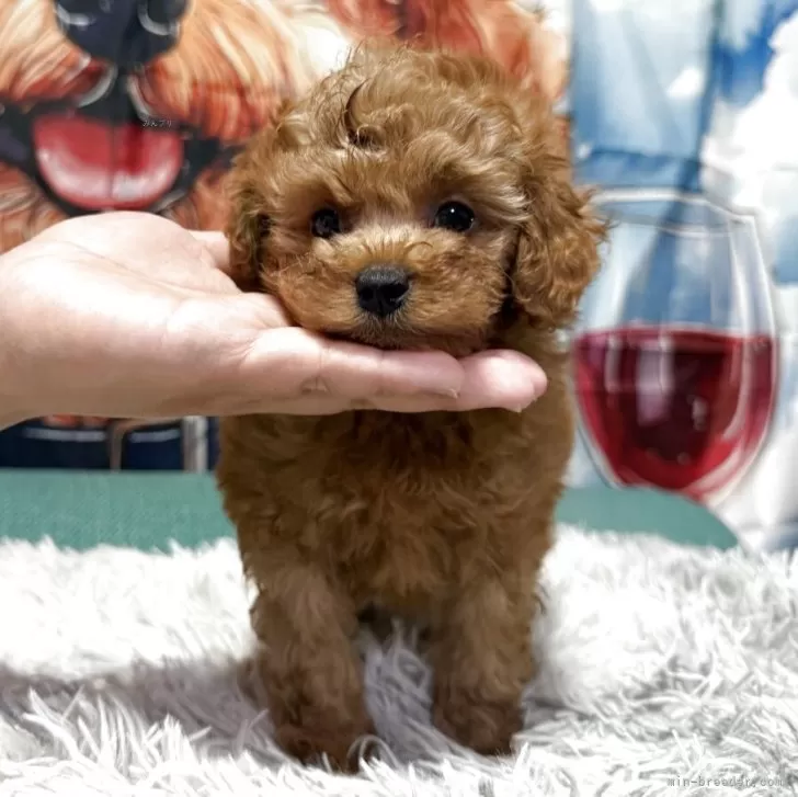 山下じゅうーくん 様のお迎えした子犬