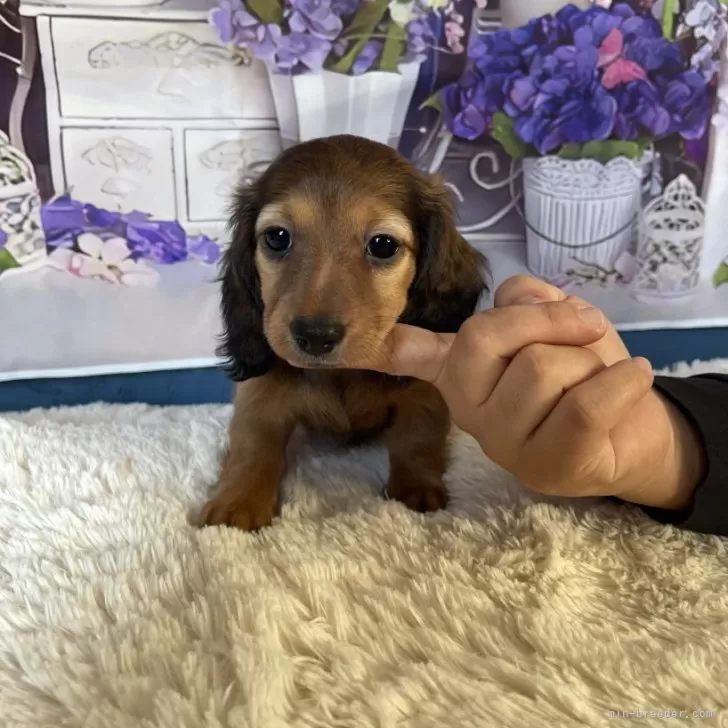 ID：2411-01537の子犬