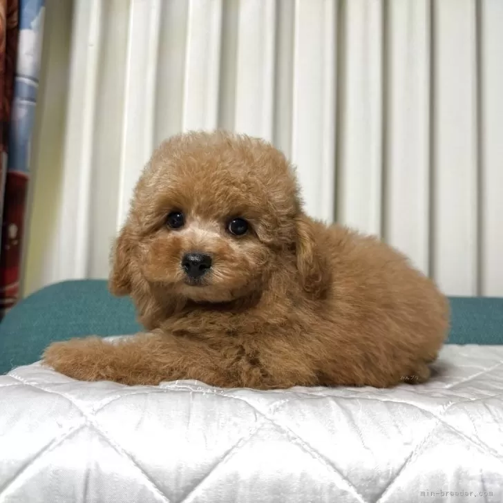 ID：2508-07768の子犬