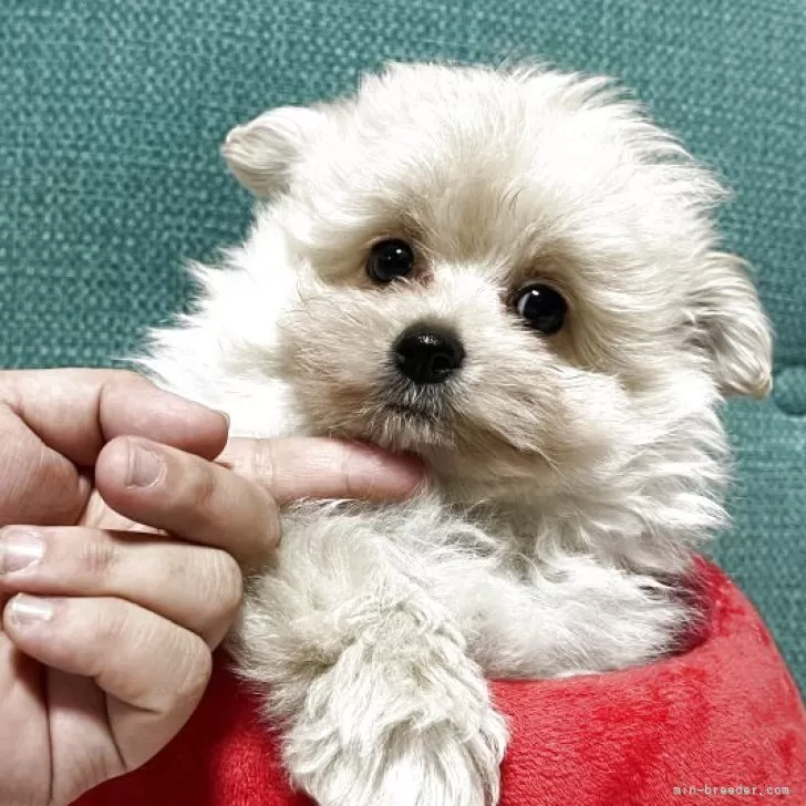 ID:2504-04975の子犬